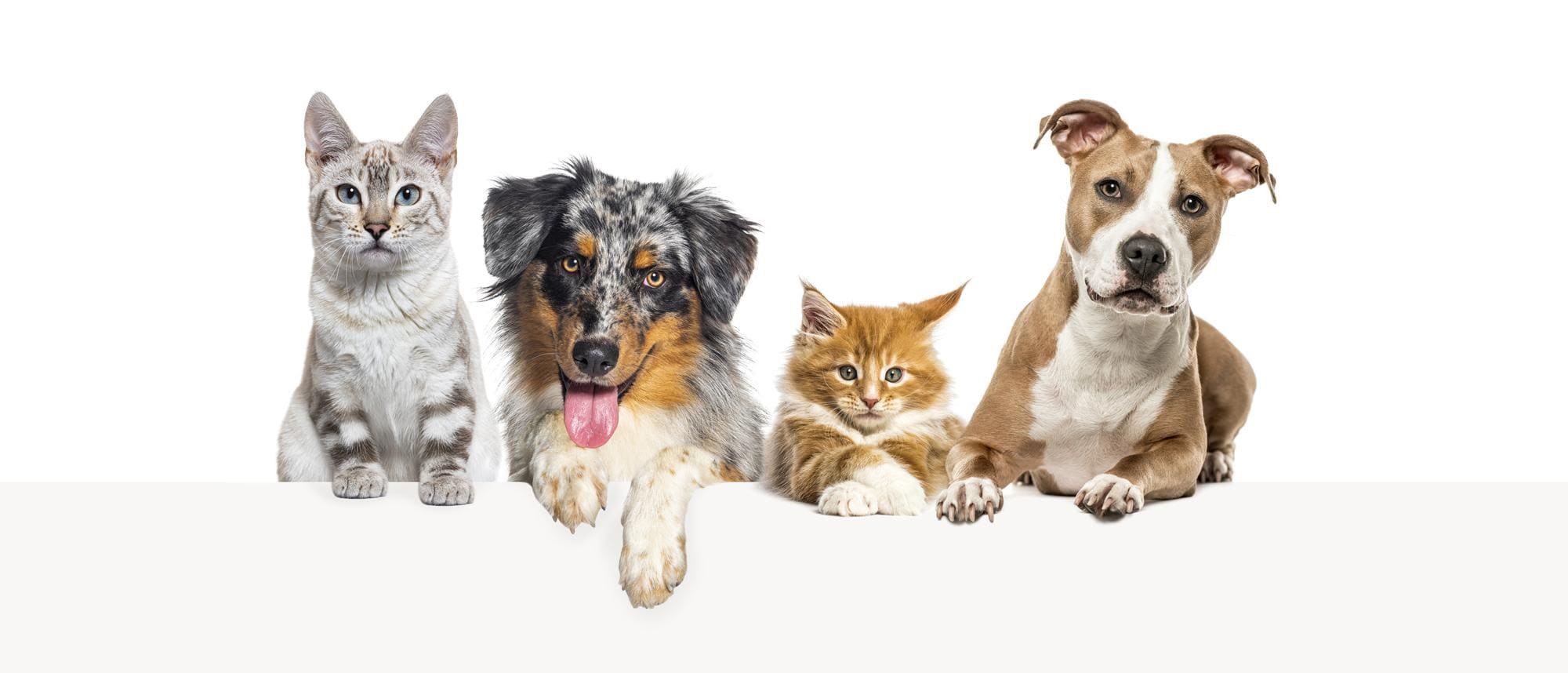 FAQ | Emergency vet near me